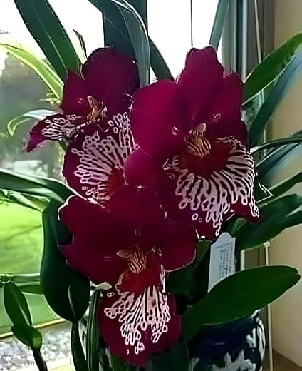 Miltonia Orchid Plant, Live Flowering, Magenta and White Spotted Blooms, Indoor Potted
