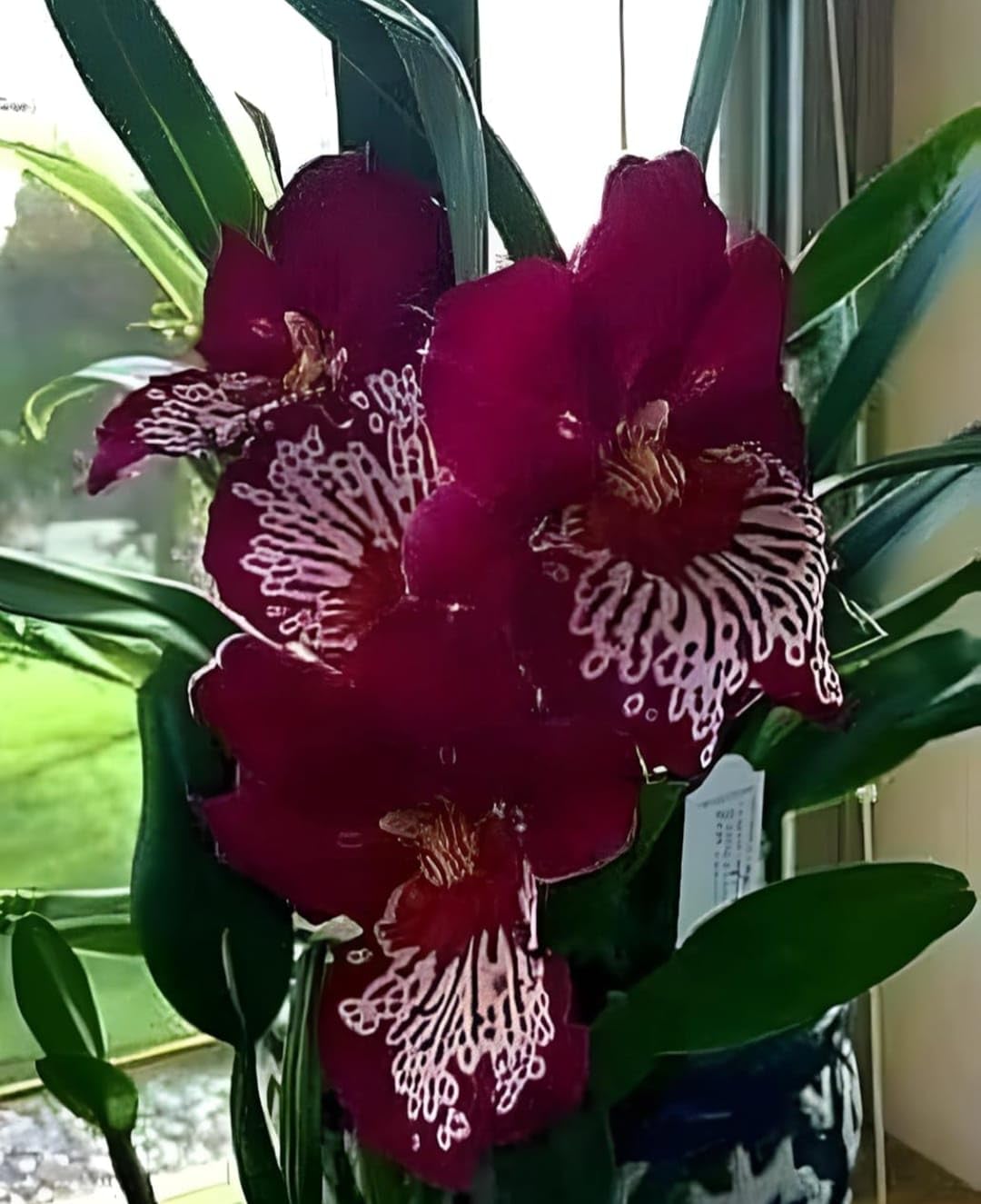 Miltonia Orchid Plant, Live Flowering, Magenta and White Spotted Blooms, Indoor Potted-image-43