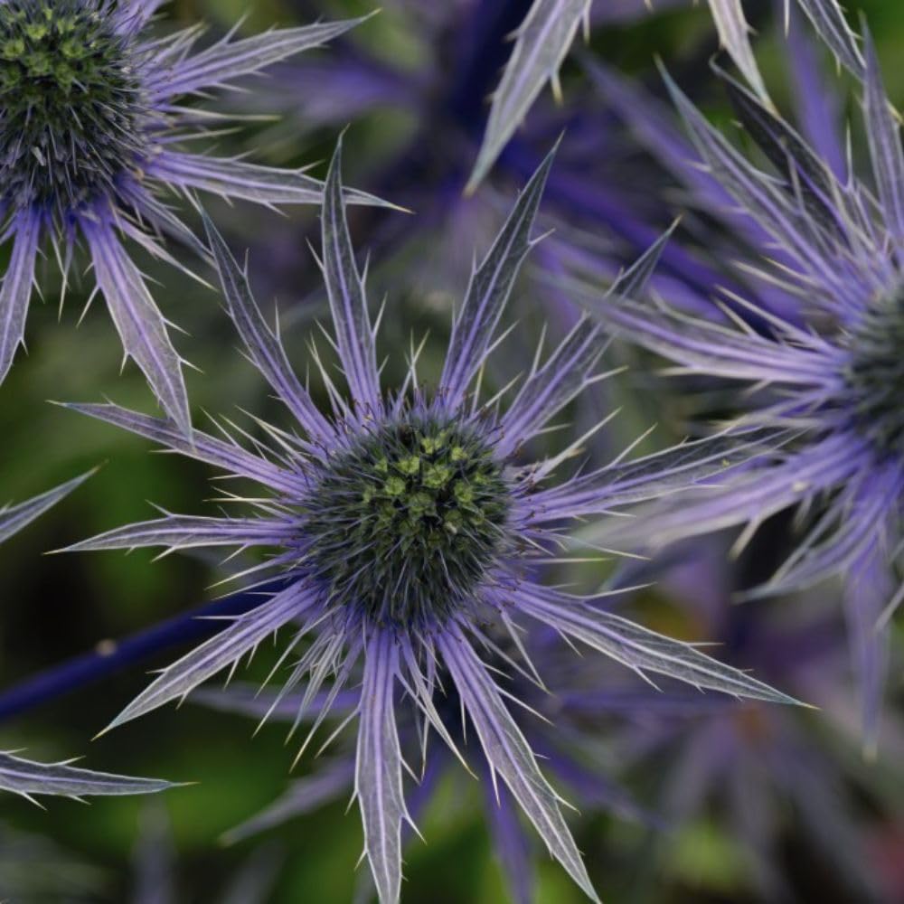 Eryngium 'Blue Hobbit' - Dwarf Sea Holly Perennial with Inky-Blue Flowers, Ideal for Patio Pots and Borders – 1x 1 Litre Potted Plant by Thompson & Morgan