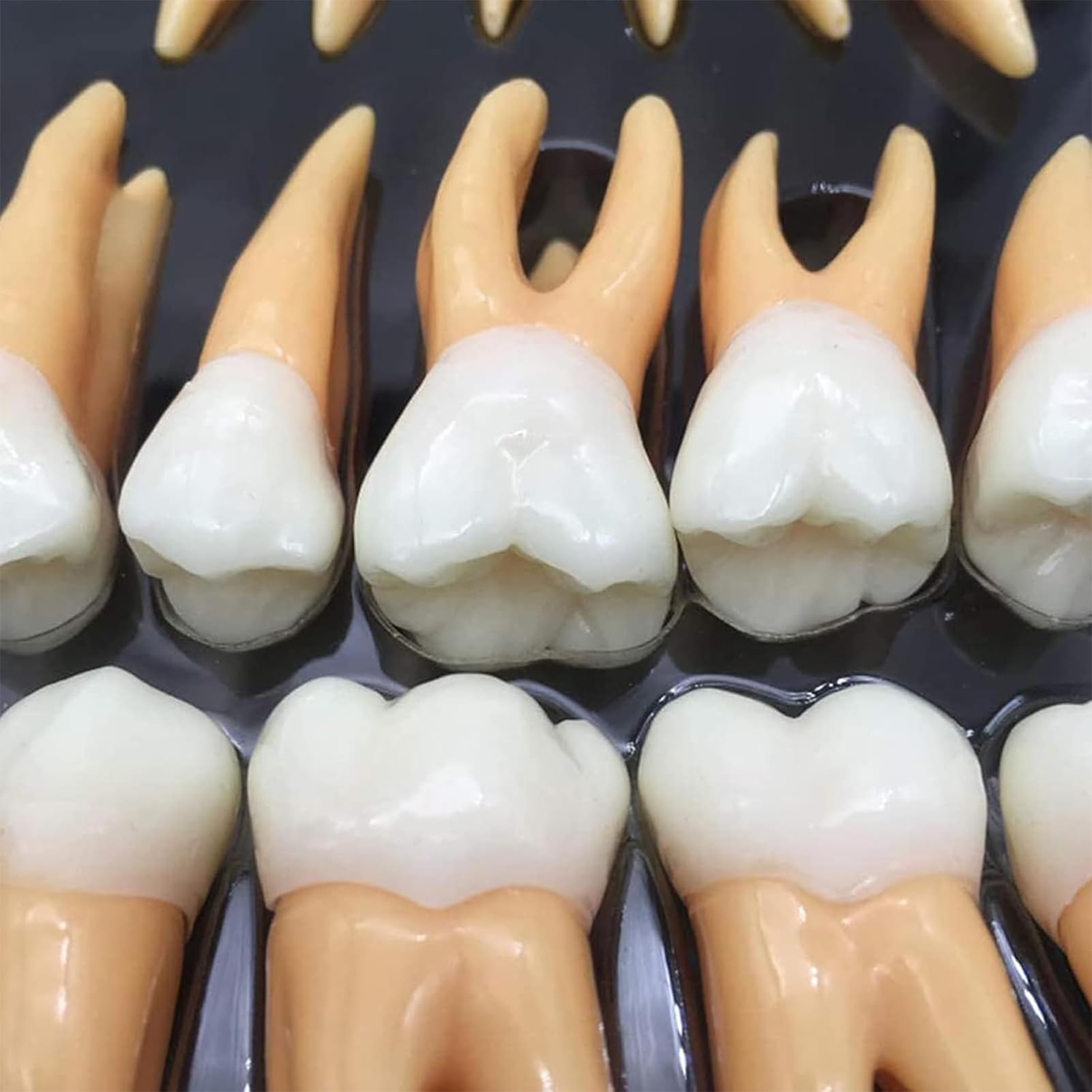 Zestaw modeli zębów dentystycznych, 32 szt., powiększone narzędzia edukacyjne dla studentów, nauczycieli, lekarzy, dentystów, z etui do przechowywania, idealne do nauki i nauczania anatomii