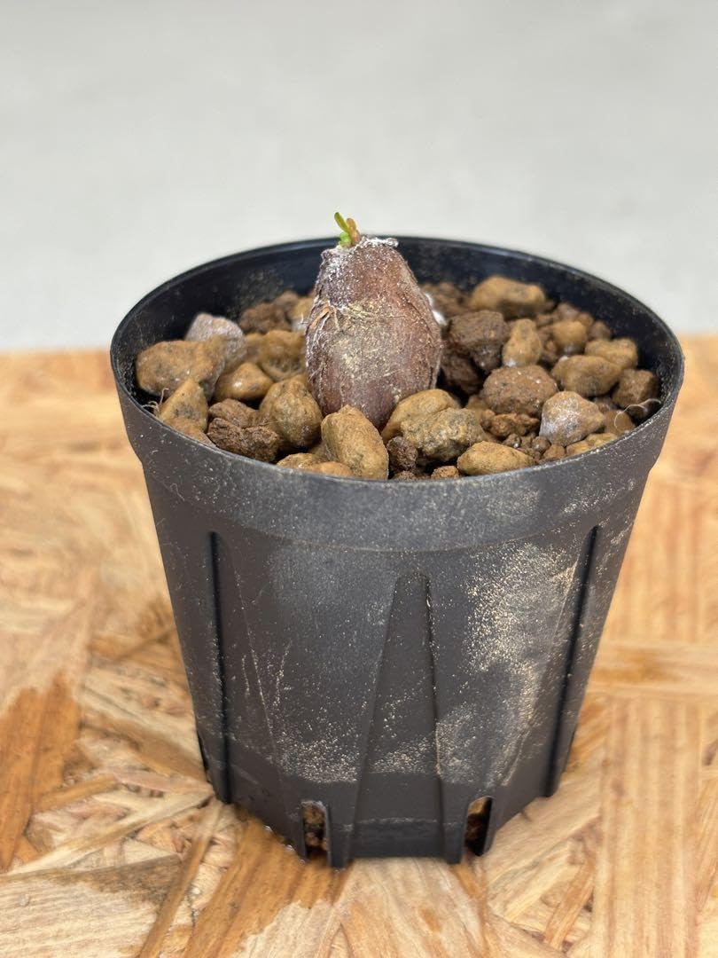 Amazon｜オペルクリカリア パキプス 根挿し株 パワータンク｜観葉植物