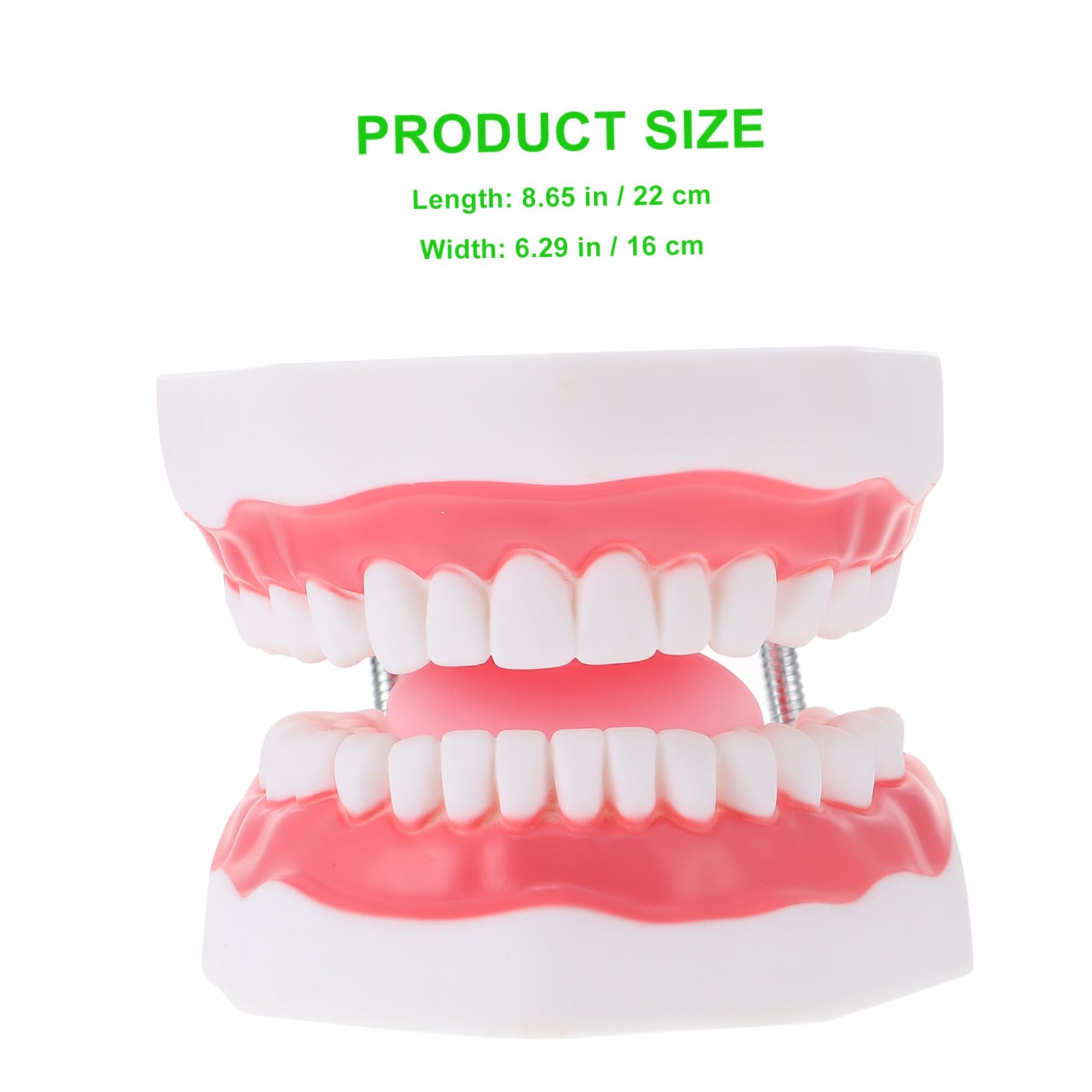 Modello dei Denti 6x Bianco in Pvc con Spazzolino Didattico | Gioco Interattivo per Ragazzo Ragazza, Supporto alla Comunicazione Genitore-figlio, 1 Pezzo