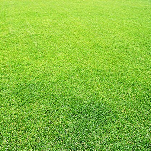 AchidistviQ 300Pcs Greensward Grass-plot Lawn Grass Seeds Foliage Plants Yard Garden Decor