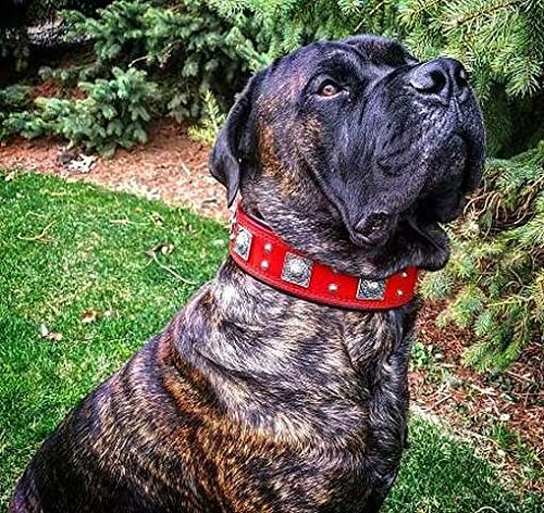 Collare Per Cani Di Grossa Taglia 'Hunter' In Vera Pelle: Morbido, Resistente E Fatto A Mano Per Razze Forti