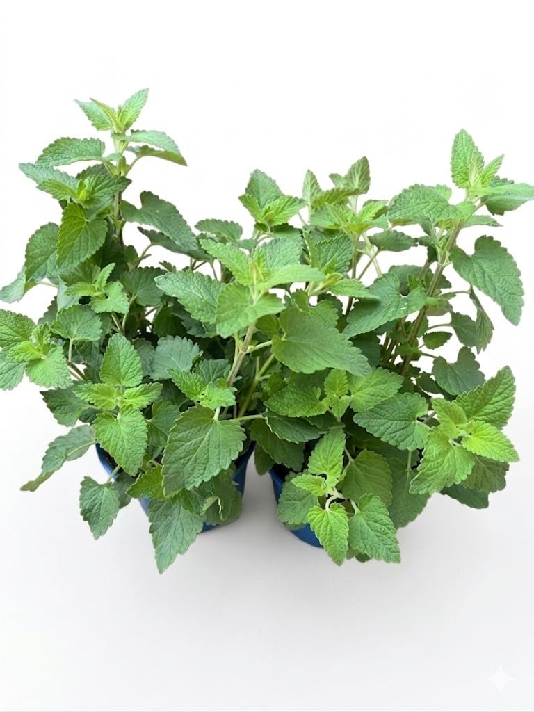 2 Piante di Nepeta Cataria su vaso cm 14 MODIPITRE