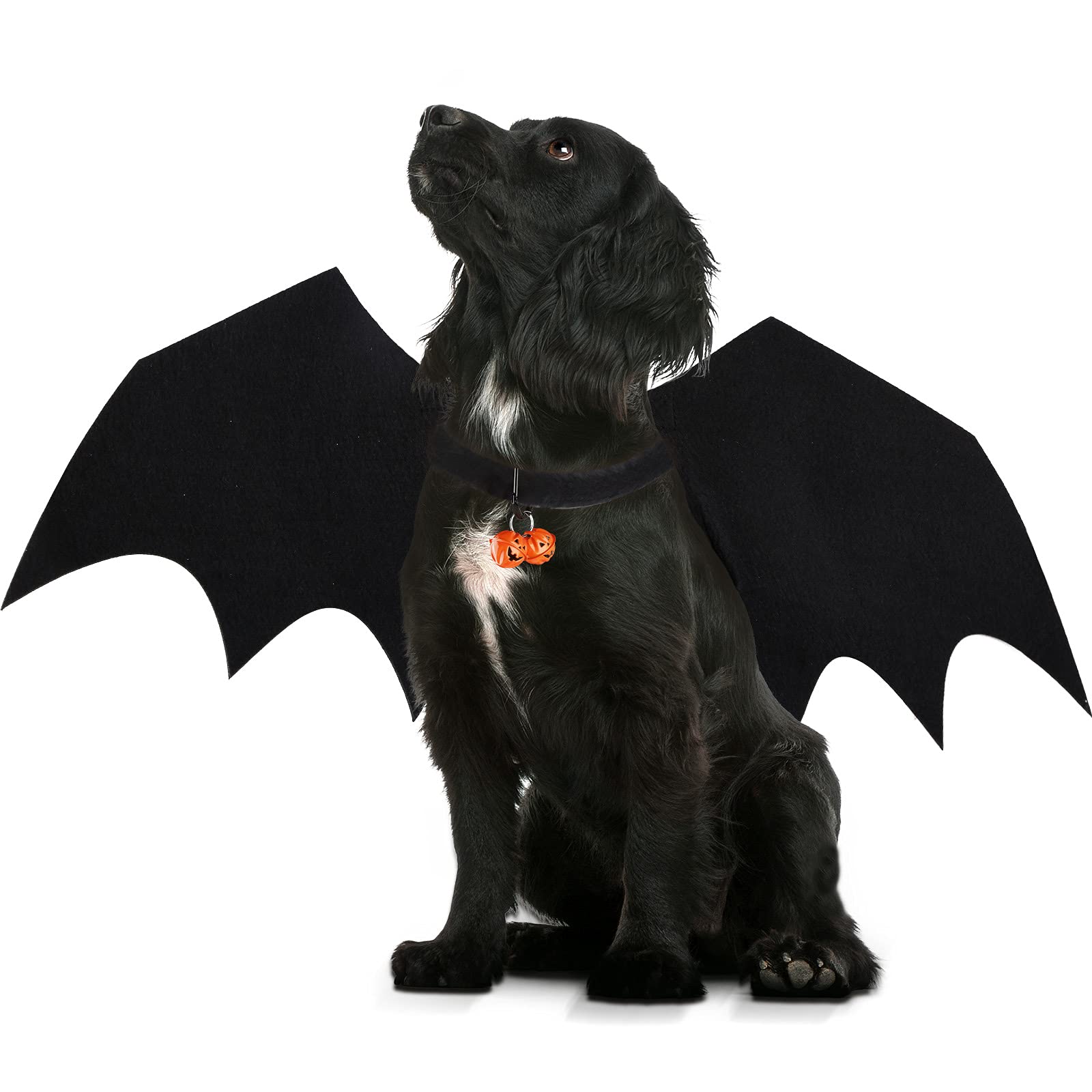 Buy Small Dog Bat Wings, Halloween Costumes for Puppy Cats Halloween