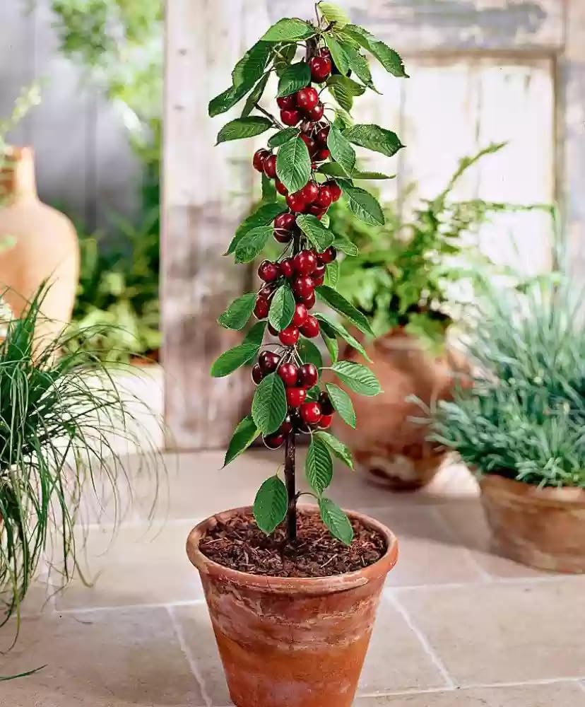 See full amazon price history chart for Cherry Tree Plant, Indoor/Outdoor, Live Tree for Home, Office or Garden, Pack of 1 Cherry Tree Plant, Indoor/Outdoor, Live Tree for Home, Office or Garden, Pack of 1 (B0D5DNWR51) Amazon Price History, Amazon Price Tracker