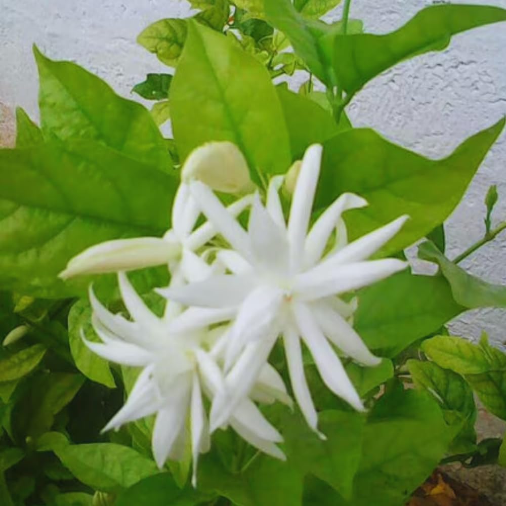 Amazon.com : 2 Jasmine Plants Indoor Live - 5 Inc to 7 Inc