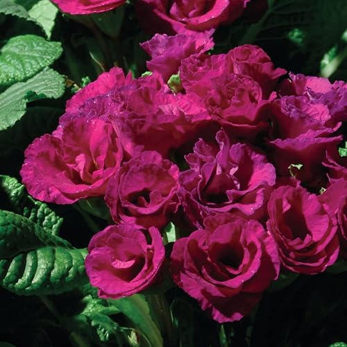 Miniatura 7 de Outsidepride Primula Acaulis - Flores de jardín moradas de onagra común para camas, bordes y recipientes, 20 semillas