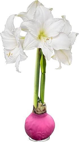 Bombilla de amarilis encerada, verde, fácil cuidado, no necesita riego, hermosa decoración en vivo