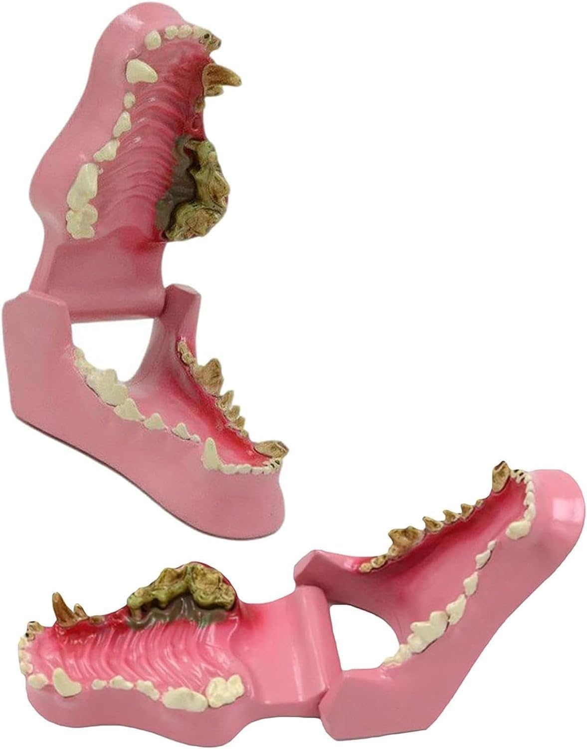 Patologiczny Model Zęba Psa, Anatomiczny Model Do Nauki O Zębach Psów, Narzędzie Edukacyjne Do Nauki Weterynarii.