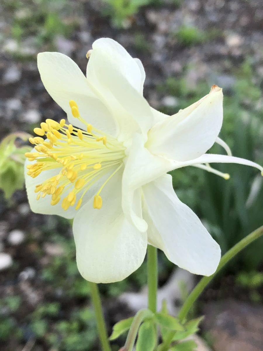 Amazon.co.jp: 花種 オダマキ 白 宿根草 約20粒 綺麗 北海道より : DIY