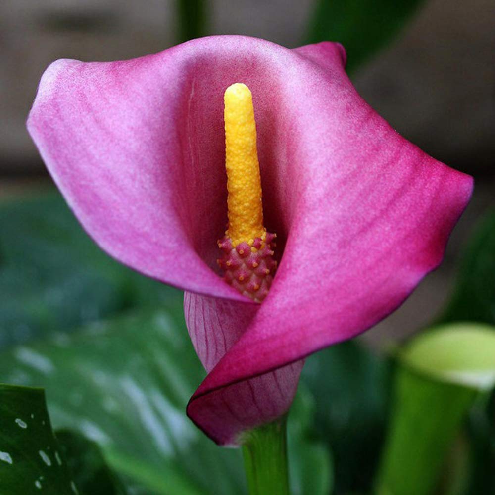 Buy REGAL Calla Lily Bulb Beautiful purple calla lilies Online at