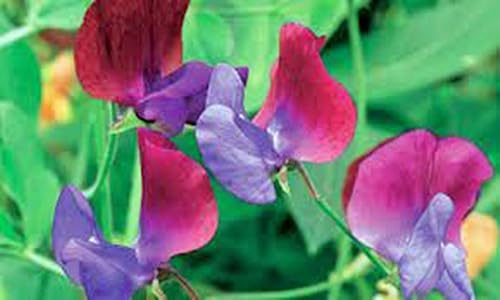 Sweet Pea, 100 semillas recién cosechadas, flor de gran corte