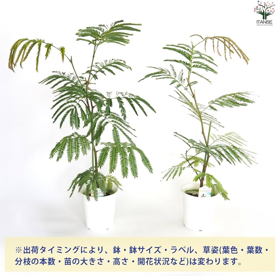 エバーフレッシュ　リビングサイズ　no5 エバーフレッシュ リビングサイズ no5 エバーフレッシュ 5号鉢植え の