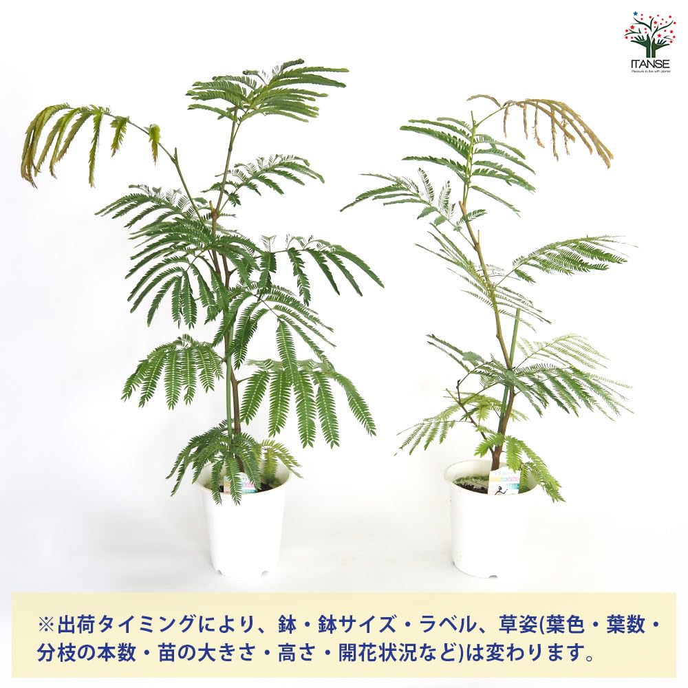 Amazon｜エバーフレッシュ(アカサヤネムノキ) 5号 1個売り【品種で