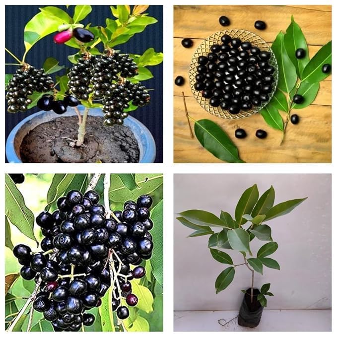 Image of LIVE PLANTS (SMALL, JAMUN)