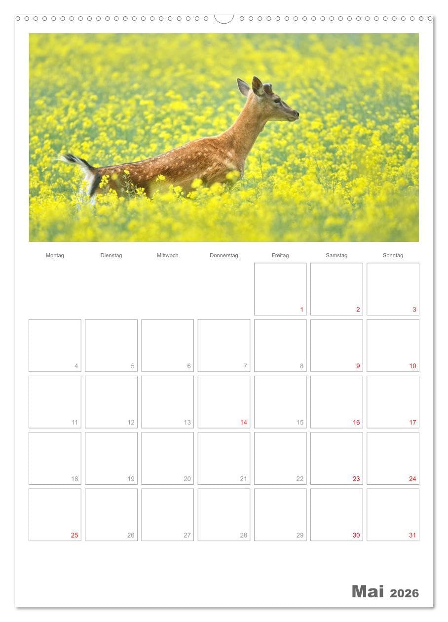 Rehe & Co/Planer (hochwertiger Premium Wandkalender 2026 DIN A2 hoch), Kunstdruck in Hochglanz: Wildlife Rügen/Deutschland (CALVENDO Tiere)