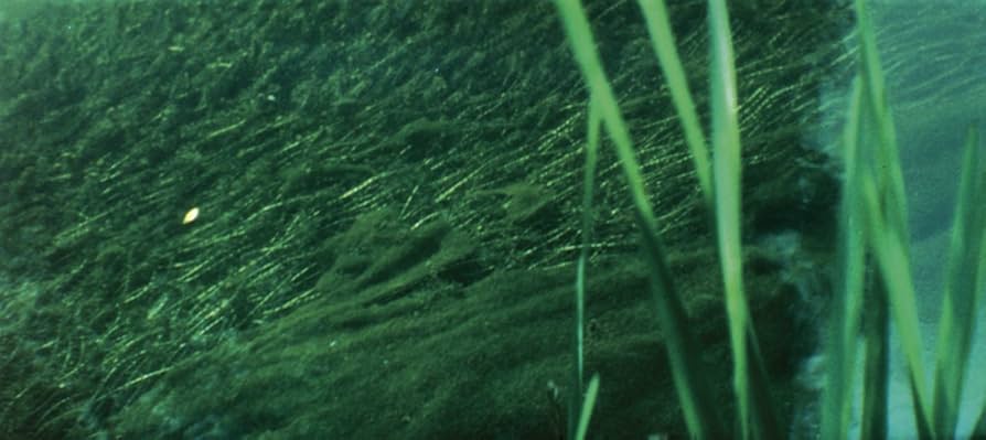 惑星ソラリス Blu-ray 新装版 ggw725x Amazon.co.jp: 惑星ソラリス Blu-ray 新装版 : ナタリア