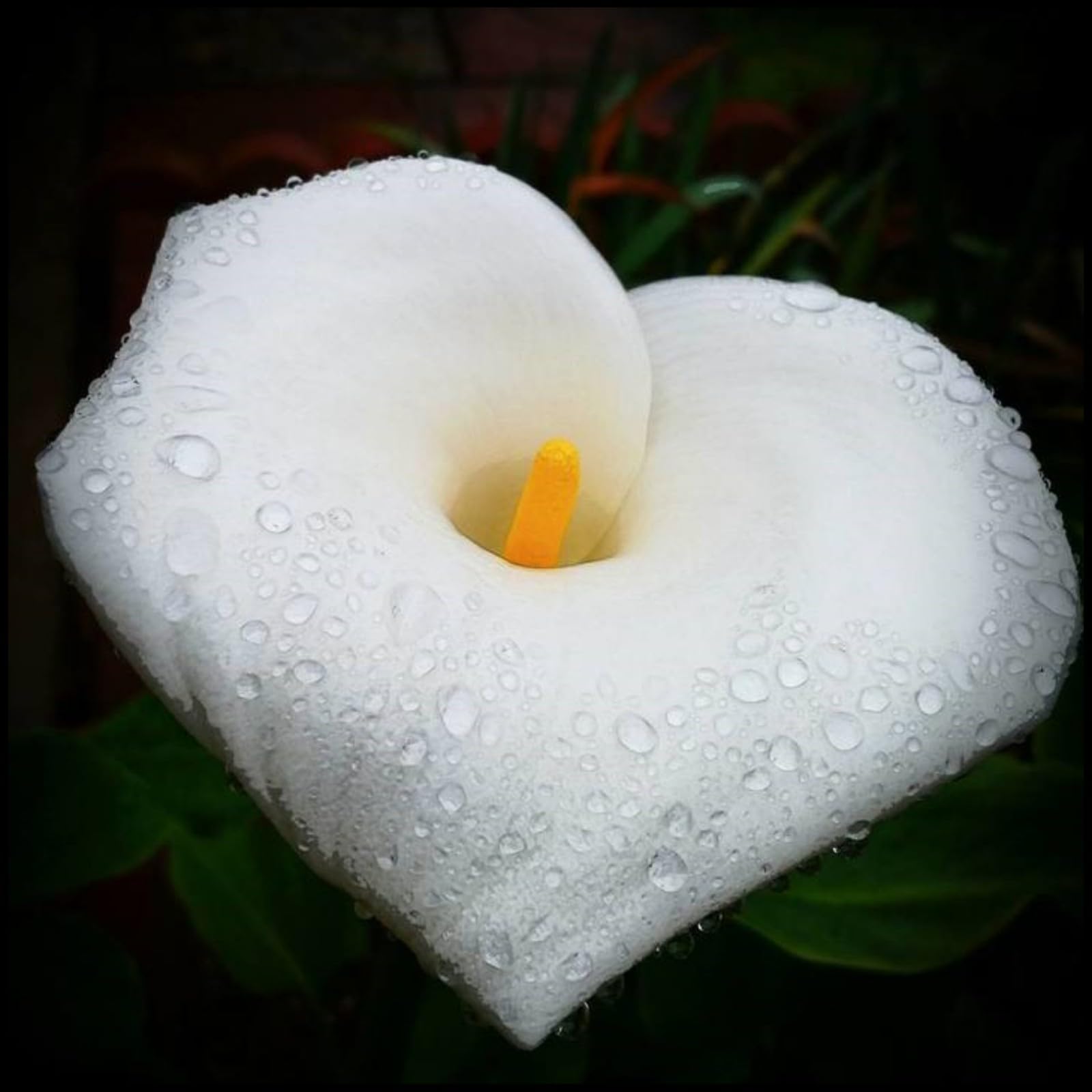 Calla Lily Bulbs,Garden Flowers,Calla Lily Bulbs for Planting Now UK,Plant Bulbs,Hardy Perennial,Wedding Flowers,Cut Flowers,Strong Plants That Grow Well-10bulbs-G