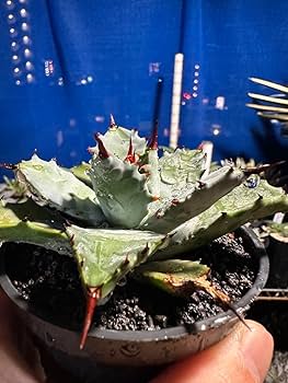 【激レア株】アガベ　八荒殿×甲蟹 マクロアカンサ×イシスメンシス　ハイブリッド Amazon.co.jp: 青葉八荒甲蟹 マクロアカンサ×イシスメンシス