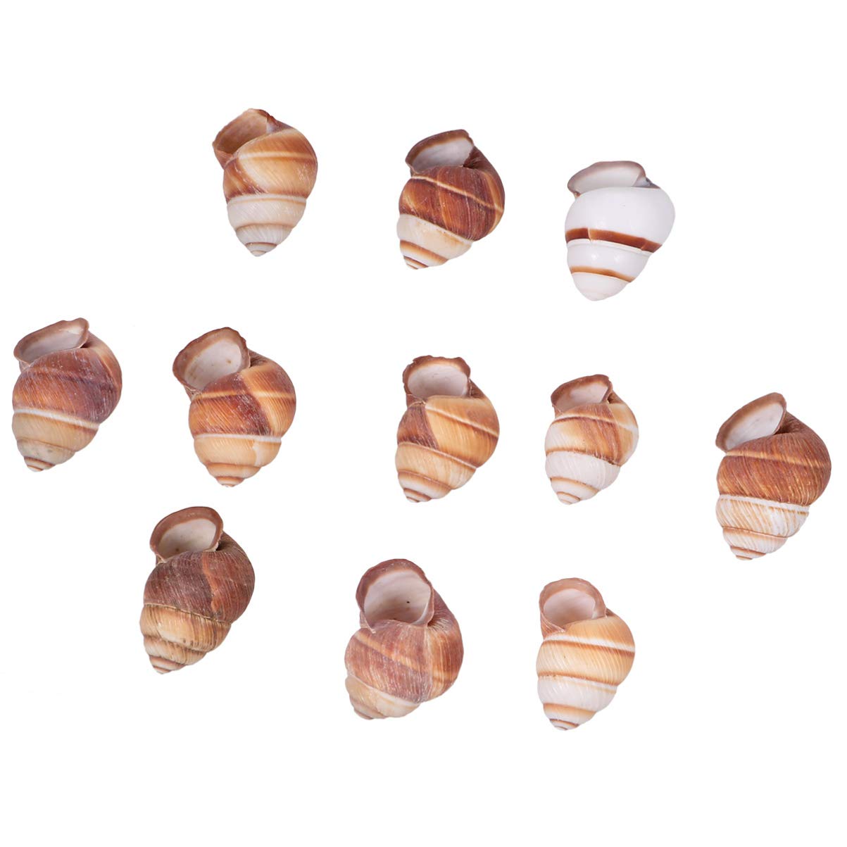 Balacoo 10pcs Natural Shells Ocean Beach Spiral Seashells Conch Nautical Ornaments Home Decorations