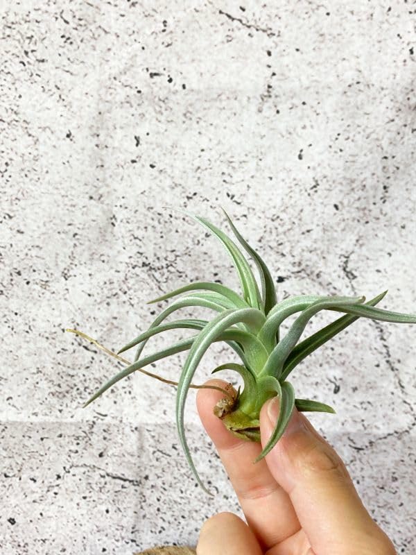 ブロメリア・エアープランツ Aechmea Amazon Amazon.co.jp: Frontier Plants現品チランジアアエ T. aeA