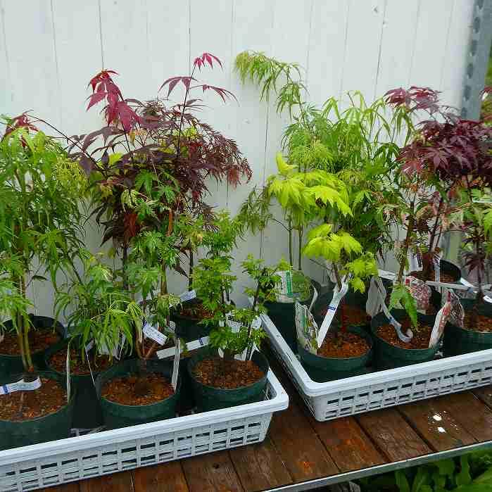 もみじコレクション3 F.ピローサム 接木苗 6号鉢 5年物 全長110cm もみじコレクション3 F.ピローサム 接木苗 6号鉢 5年物 全長110cm モミジ