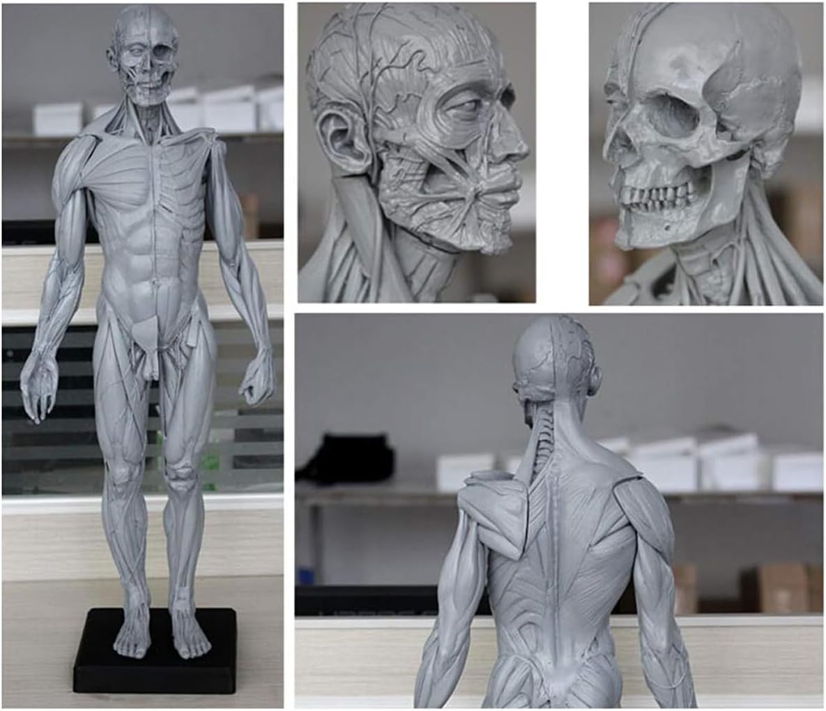 Amazon.com: EHVYBDX Human Body Anatomy Figure Half-Skin Half