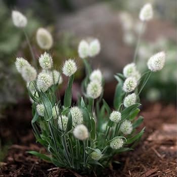 ドライフラワーラグラスバニーテールくすみカラーミックス100本 Amazon｜自然乾燥ラグラス オバタス 50-60個 乾燥バニーテール