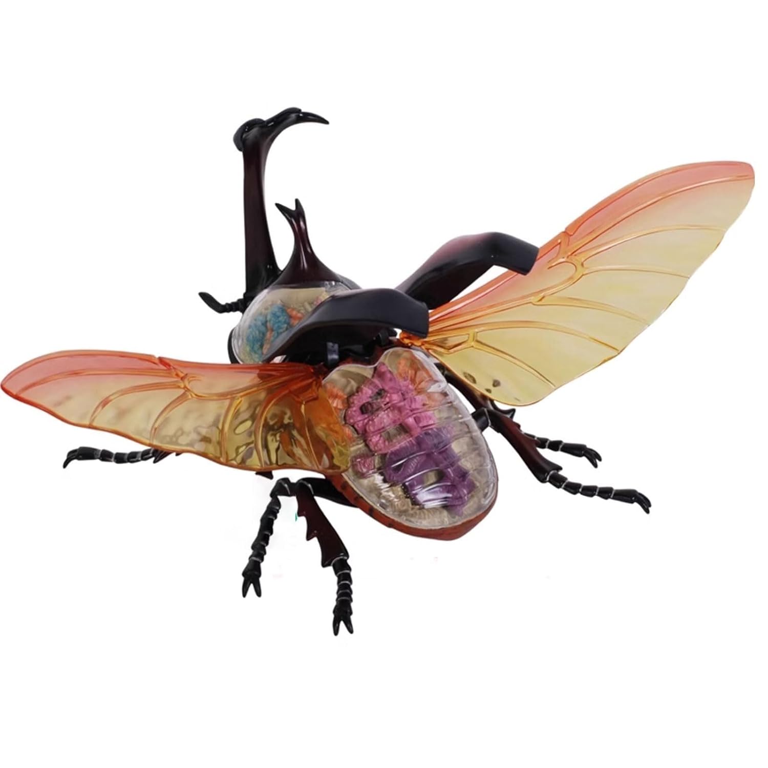 Human Anatomical Model, 4D Beetle Anatomical Models Internal Organ Skeleton Group Assembly Model Detachable Simulation Animal Insect Doll Decoration Medical Models