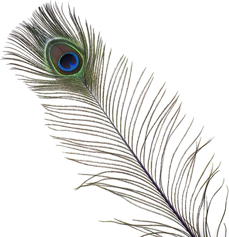 ZUCKER Feathers - Peacock Tail Eyes Stem Dyed - 25-40" - in Your Choice of Colors