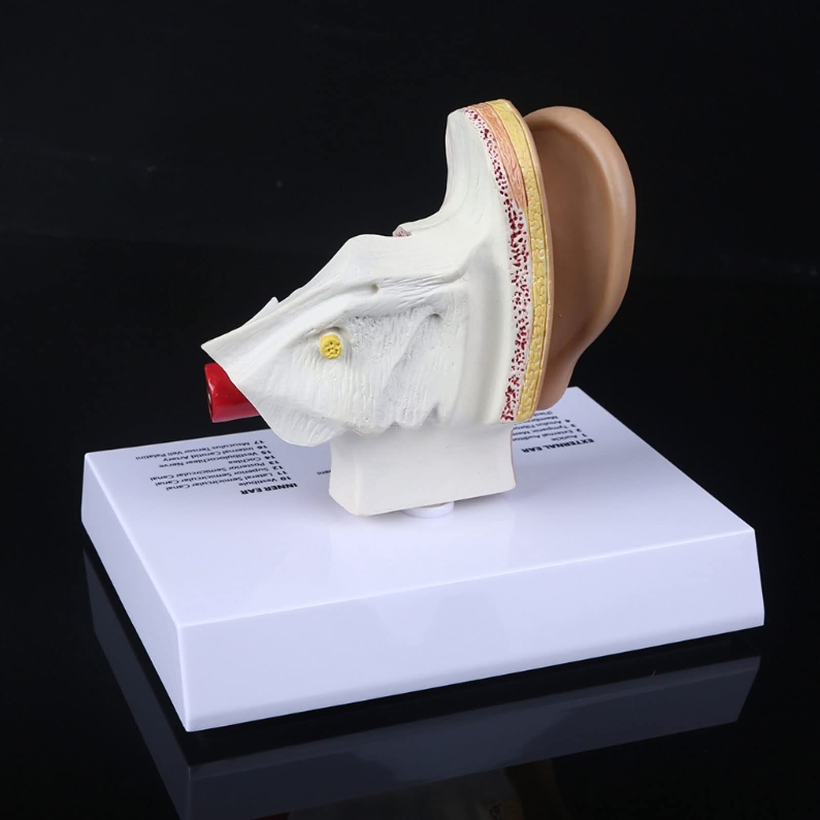 1,5 Volte Il Modello Dell'orecchio Umano A Grandezza Naturale Materiale Didattico Per L'anatomia Scientifica Display Per Studio Anatomico Professionale