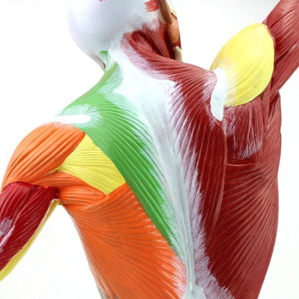 Manuales Modelo médico y Entrenamiento de los músculos Superficiales 50cm Modelo de anatomía Humana Torso Humano Torso Movimiento Modelo Modelo anatómico, Pinturas, 50 centímetros,peint,50cm