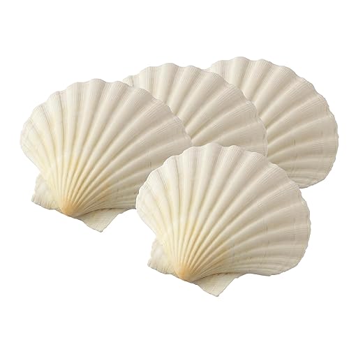 Miniatura 10 de Maine Man Conchas naturales para hornear, 3.75 pulgadas, juego de 4