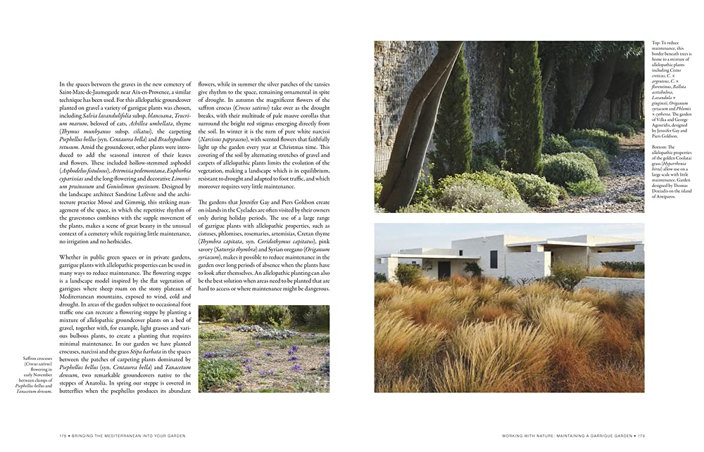 Bringing the Mediterranean into Your Garden: How to capture the natural beauty of the garrigue