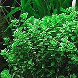 Hot Sale! Moneywort (Bacopa monnieri) - Bunch Aquatic Plant
