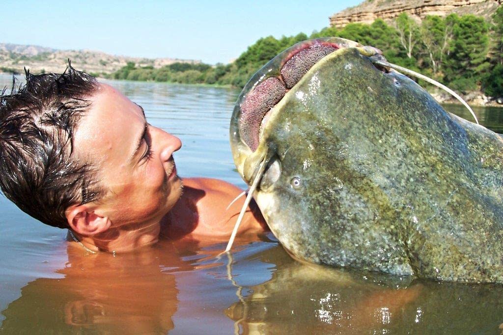 Tandem Baits Monster Cat zestaw haczyków wędkarskich Ultra Sharp do łowienia sumów, bardzo mocny, zestaw wędkarski z haczykami, praktyczne akcesoria wędkarskie, haczyki na sumy 1/0 2/0 4/0 6/0 8/0