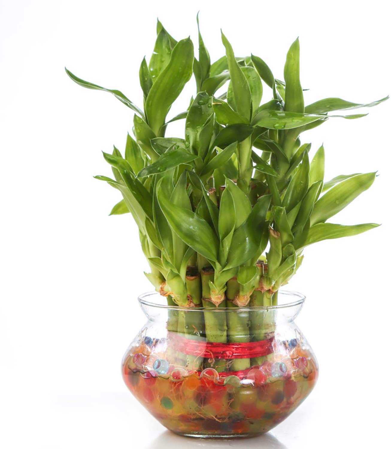 See full amazon price history chart for GIRISHA TRADERS Two Layer Lucky Bamboo Feng Shui Live Indoor Vastu Plant with Glass Bowl for Home & Office Decor GIRISHA TRADERS Two Layer Lucky Bamboo Feng Shui Live Indoor Vastu Plant with Glass Bowl for Home & Office Decor (B0C6YCF7T9) Amazon Price History, Amazon Price Tracker