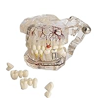 Vista 1 de Reparación neural Modelo dental Enfermedad del implante Modelo de dientes Dentista Estándar Patológico Dientes removibles Modelo de enseñanza