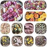 Su maravilloso aroma es un complemento ideal para sus parterres de jardín.