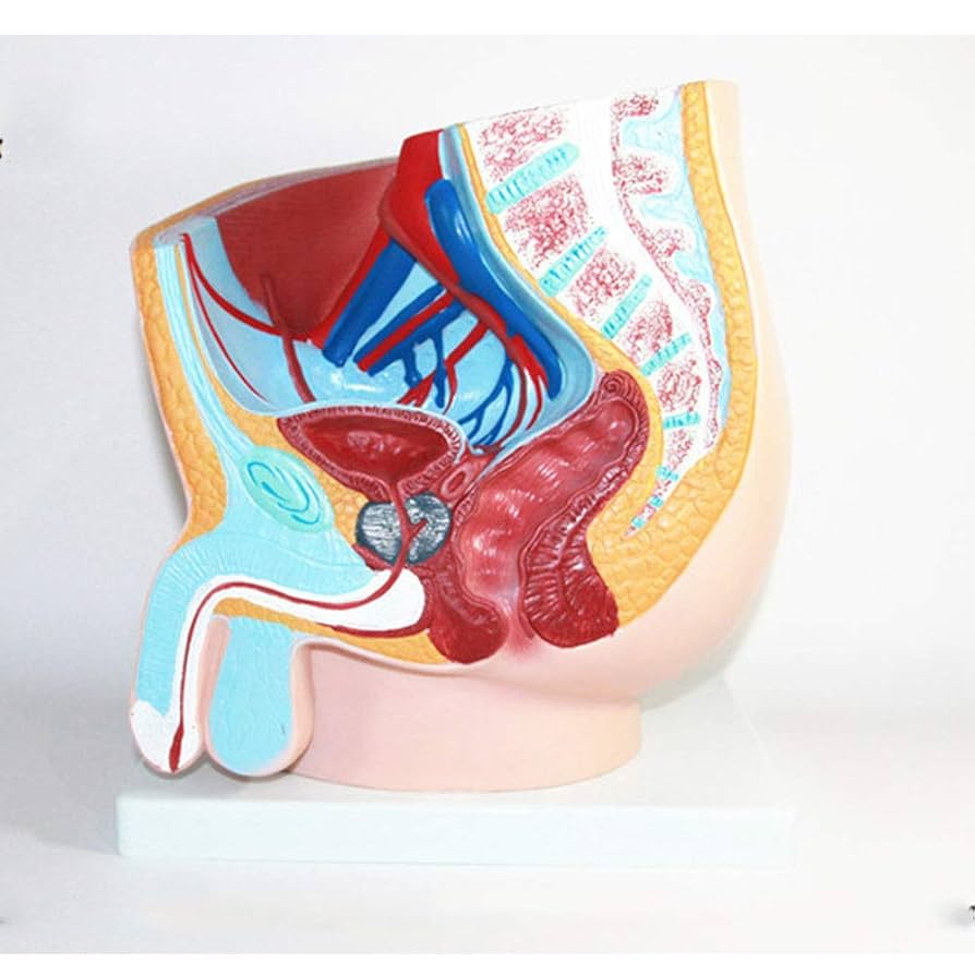 実習解剖学　絶版 プラクティカル解剖実習 四肢・体幹・頭頸部 | 千田 隆夫, 小村