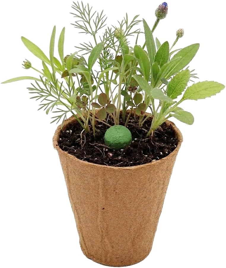 BUZZY Seeds Wildflower Seed Ball Cup 6-Pack – Over 50 Seeds Per Ball, Colorful Decorative Seed Balls in Biodegradable Cups with Growing Medium – Indoor Gardening Gift Set