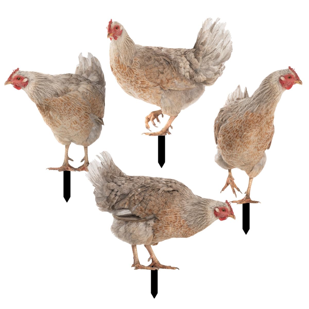 Piquets de jardin pour poulets en acrylique Abaodam - Lot de 4
