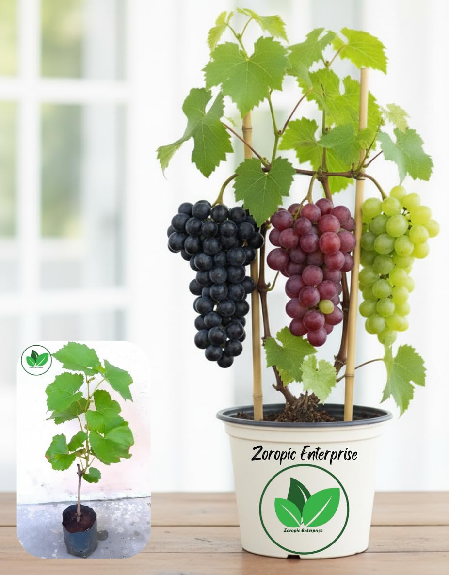 GRAPEVINE/in a lifetime presents anothe… ZOROPIC ENTERPRISE Live Grapes Plant Combo Pack of 3 | Black, Red