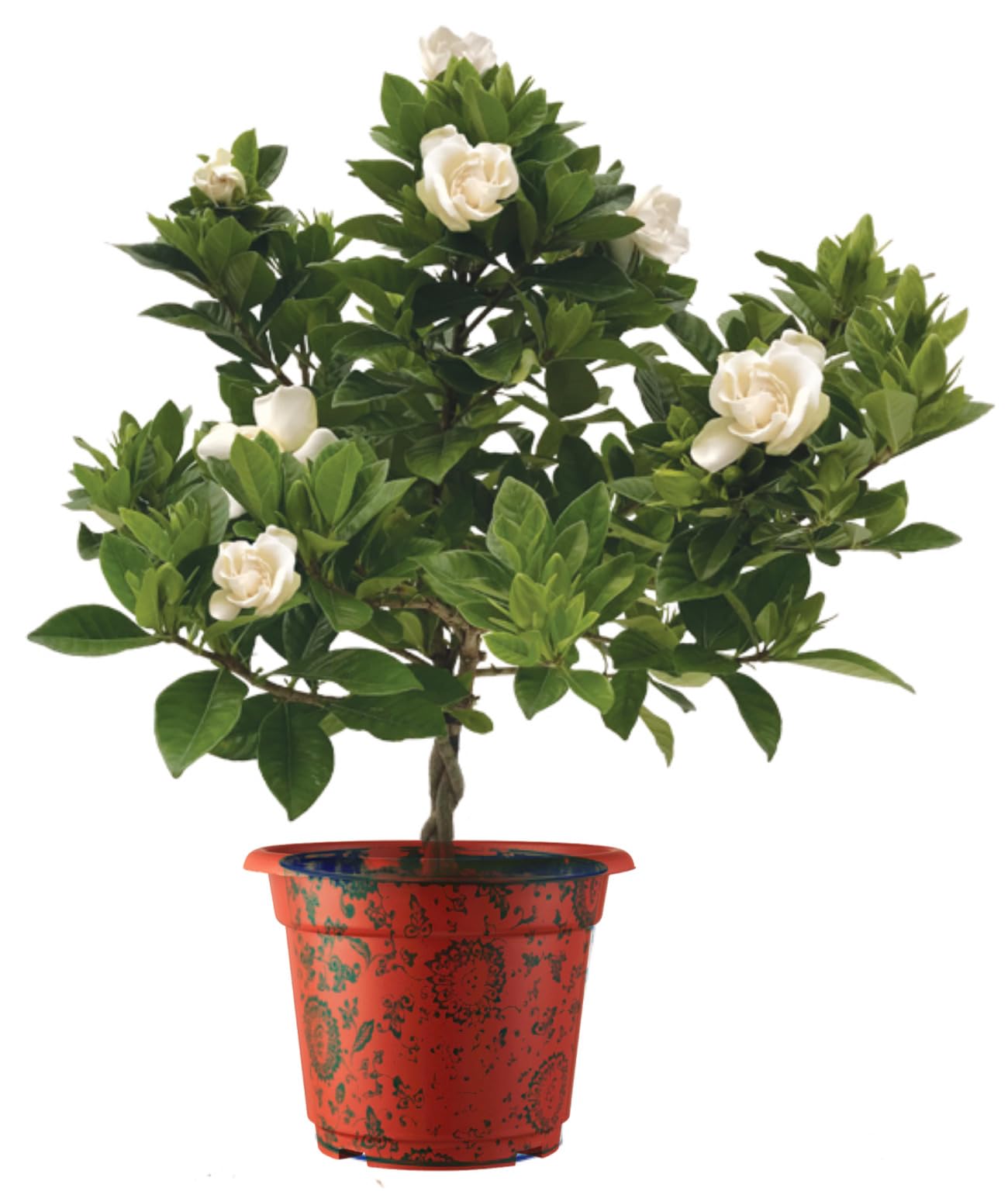 See full amazon price history chart for Indoor-Outdoor Most Fragrance Flower Plant Gardenia/Gandharaj Flower Live Plant Pack of 2 Indoor-Outdoor Most Fragrance Flower Plant Gardenia/Gandharaj Flower Live Plant Pack of 2 (B0D6K59SPL) Amazon Price History, Amazon Price Tracker