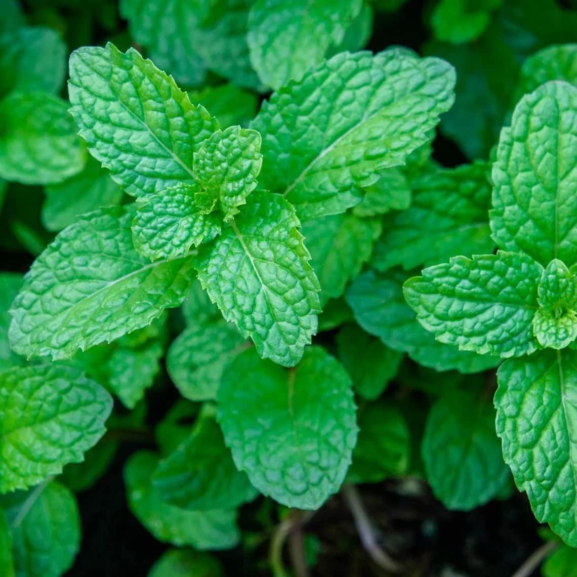 See full amazon price history chart for UGRA Organic Spearmint Herb Strong Aroma-Mentha Spicata Plant-100Seeds UGRA Organic Spearmint Herb Strong Aroma-Mentha Spicata Plant-100Seeds (B0BRNNJNQW) Amazon Price History, Amazon Price Tracker