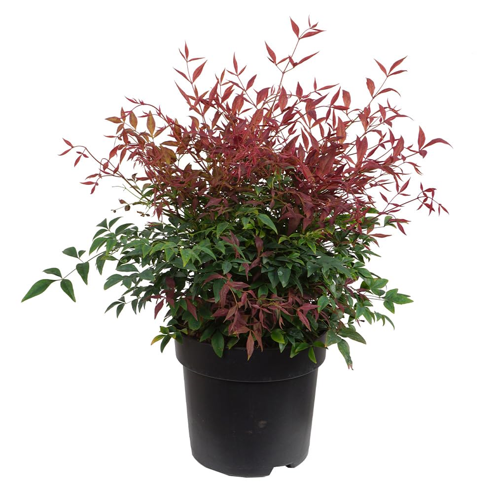 Himmelsbambus 'Obsessed', Heiliger Bambus, Zierstrauch, immergrn,  pflegeleicht, Gartenpflanze, winterhart, Heckenpflanze, asiatische Pflanze  : Amazon.de: Garten