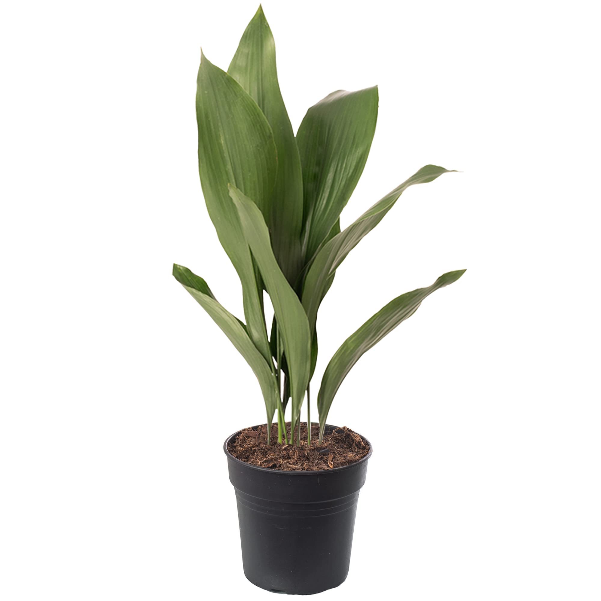 Gusseisenpflanze Aspidistra Elatior Zimmerpflanzen Immergrün Groß Exotisch