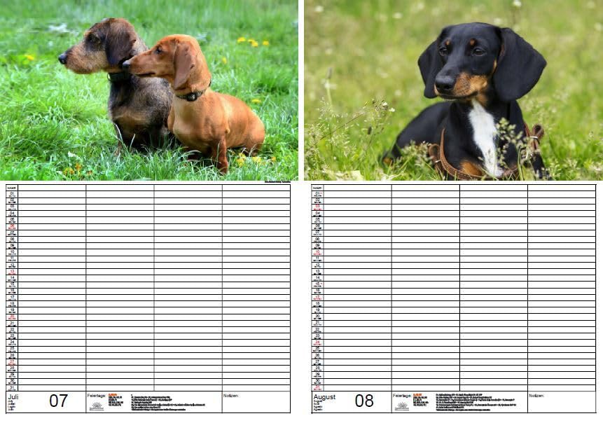 Hondenmagie teckel DIN A3 kalender voor 2026 puppy's en honden